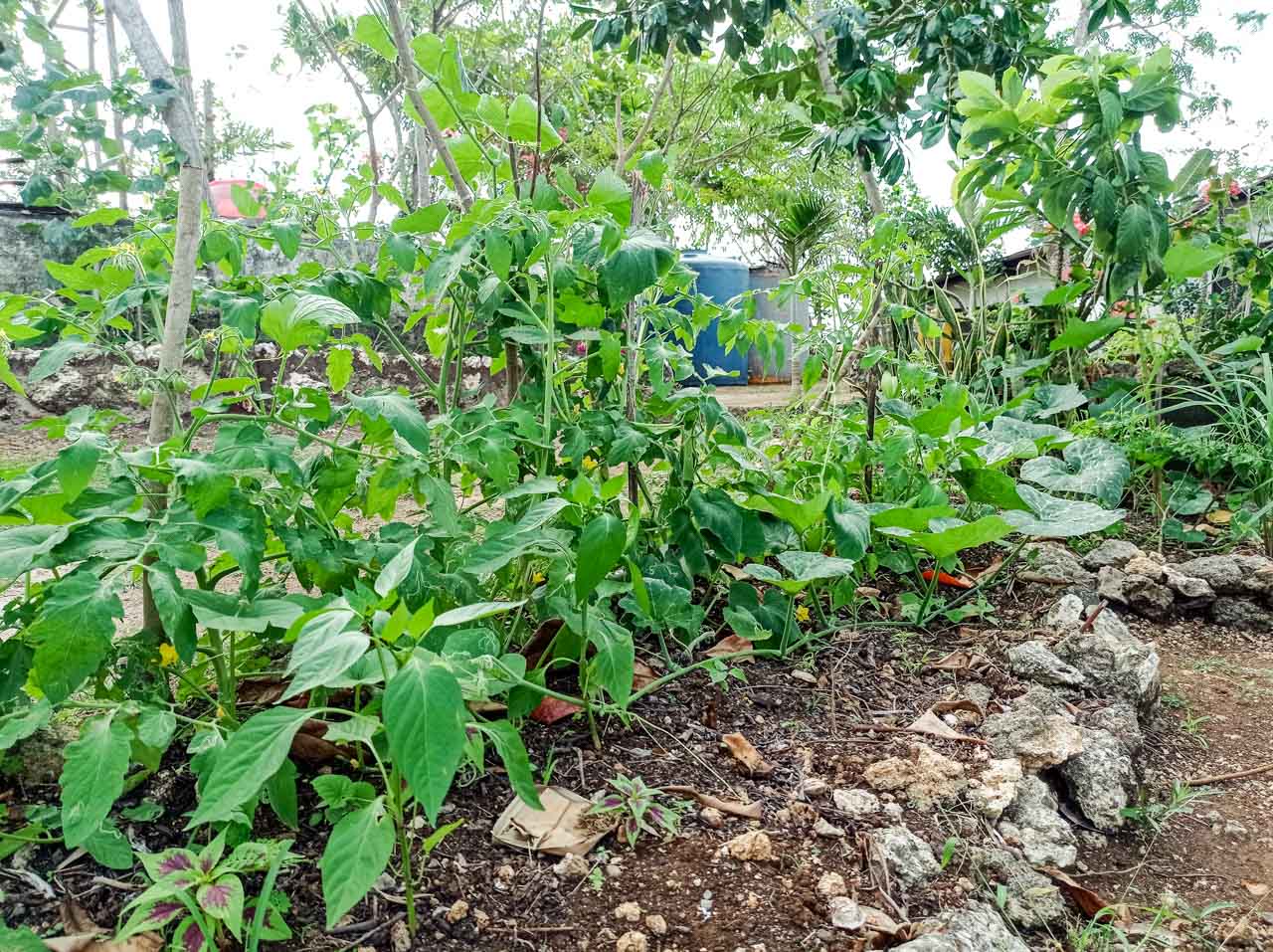 Services in food security and sustainable urban farming.
